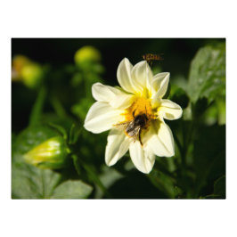 Bild av bumblebee och vit dahlia fototryck