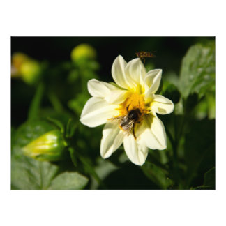 Bild av bumblebee och vit dahlia fototryck