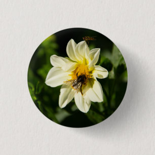 Bild av bumblebee och vit dahlia knapp