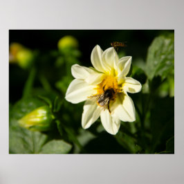 Bild av bumblebee och vit dahlia poster