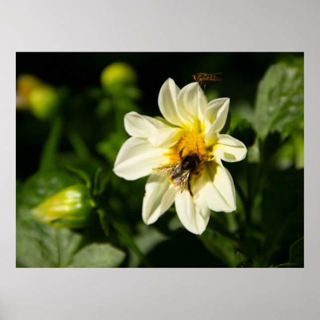 Bild av bumblebee och vit dahlia poster (Framsidan)