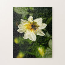 Bild av bumblebee och vit dahlia