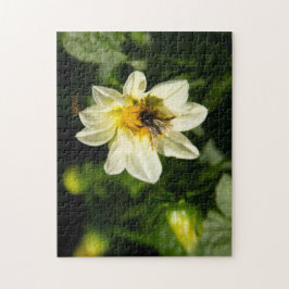 Bild av bumblebee och vit dahlia pussel