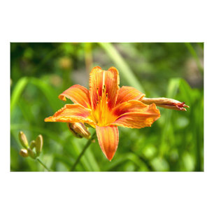 Bild av Cute big Lily-blomma Fototryck