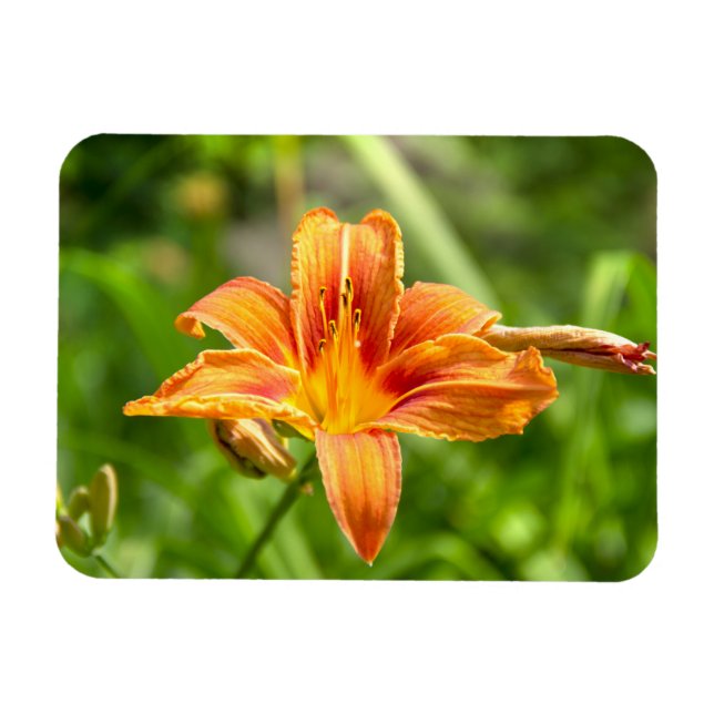 Bild av Cute big Lily-blomma Magnet (Horisontell)