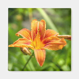 Bild av Cute big Lily-blomma Magnet