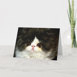 Bild av Cute Black white kattenskatagg Kort