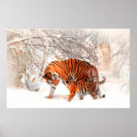 Bild av en tiger och unge som leker i snö.