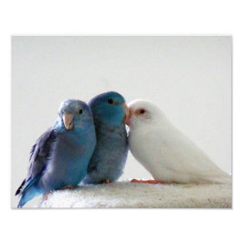 Bild av fågelvänner i love birds Pacific Parrotlet Fototryck