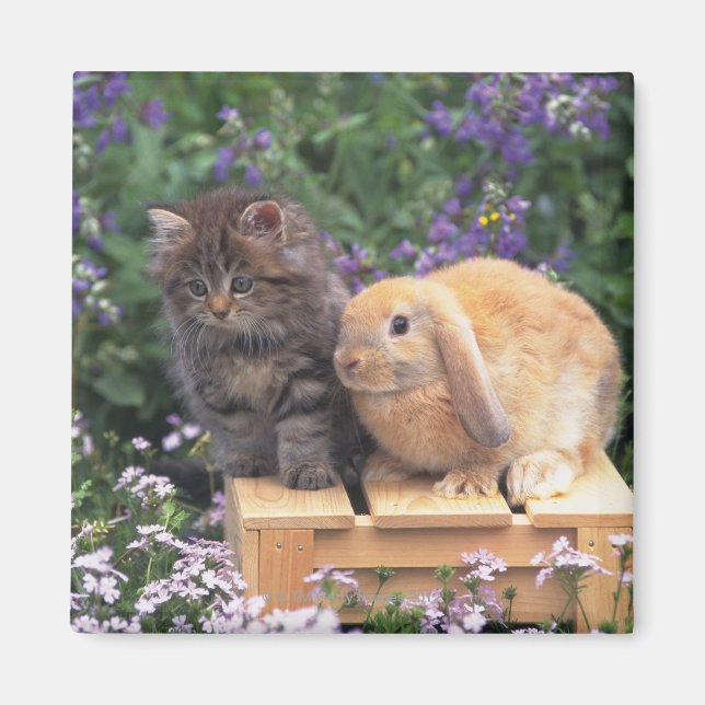 Bild av Kitten och en Lop Ear Rabbit Magnet (Framsidan)