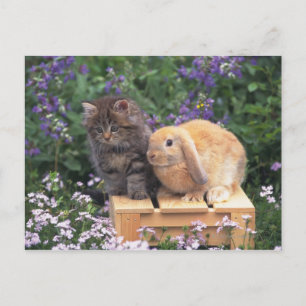 Bild av Kitten och en Lop Ear Rabbit Vykort