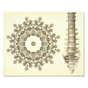 Bild av Lumbar Spine Chiropraktic Fototryck