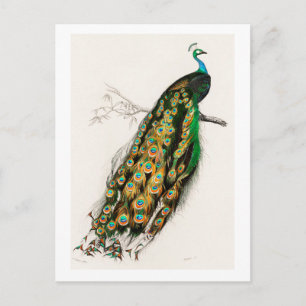 Bild av Peacock Vintage Art Illustration Vykort