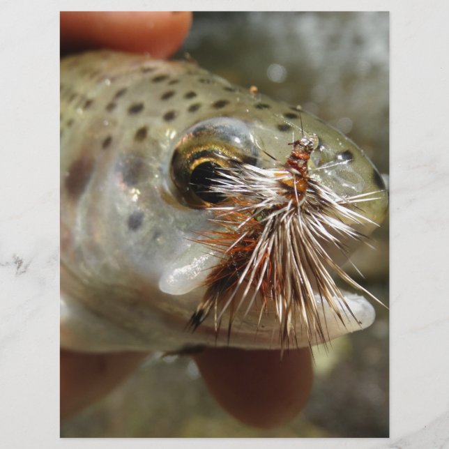 Bild av regnbåge (Framsida)