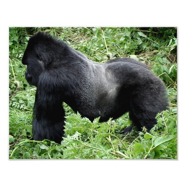 Bild av Silverback gorilla Fototryck (Framsidan)