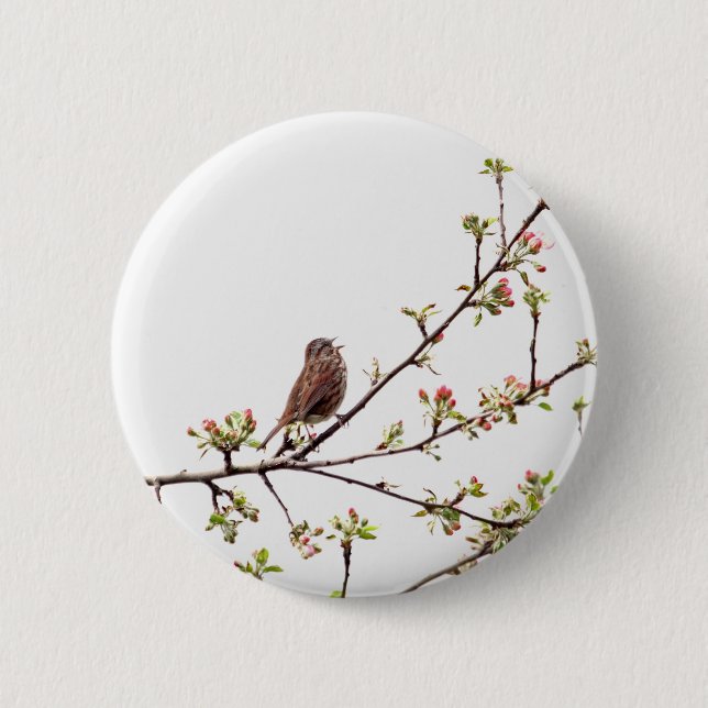 Bild av sparrowen som sjunger i blommarträd knapp (Framsida)