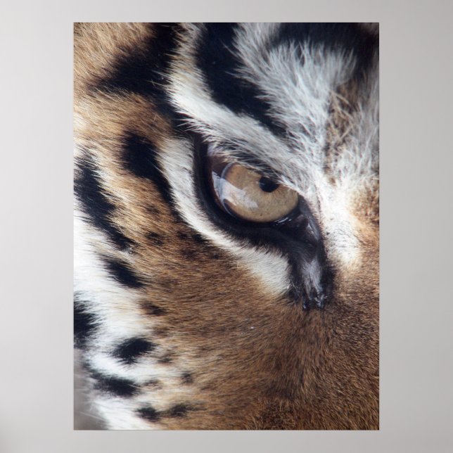 Bild av Tigers Öga Poster (Framsidan)