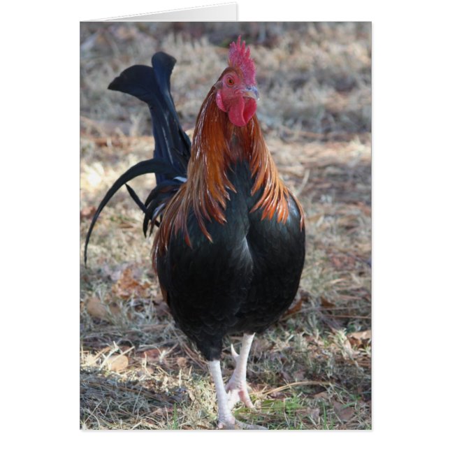 Bild av Tupp Hälsningskort (Framsidan)