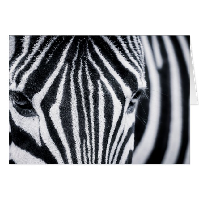 Bild av Zebra closeup Hälsningskort (Framsidan Horizontal)