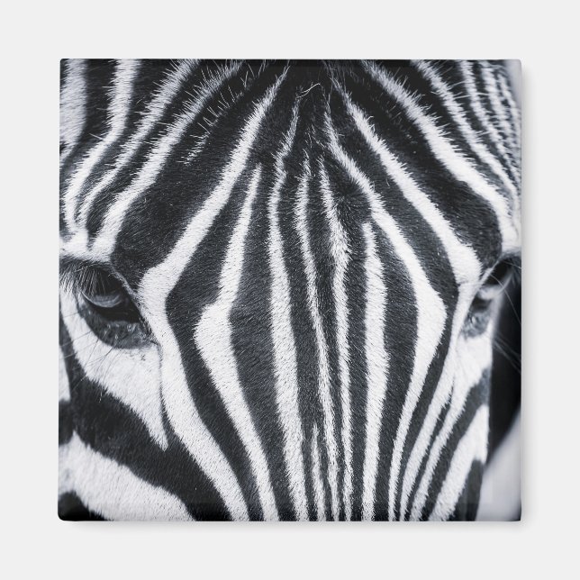 Bild av Zebra closeup Magnet (Framsidan)