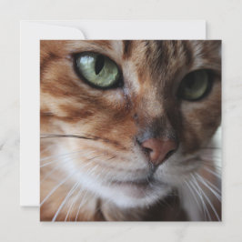 Bild för bengal Cat Ansikte, anpassa detta Julkort