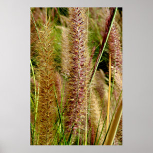 Bild för fotografi för Foxtailgräsmakro Poster