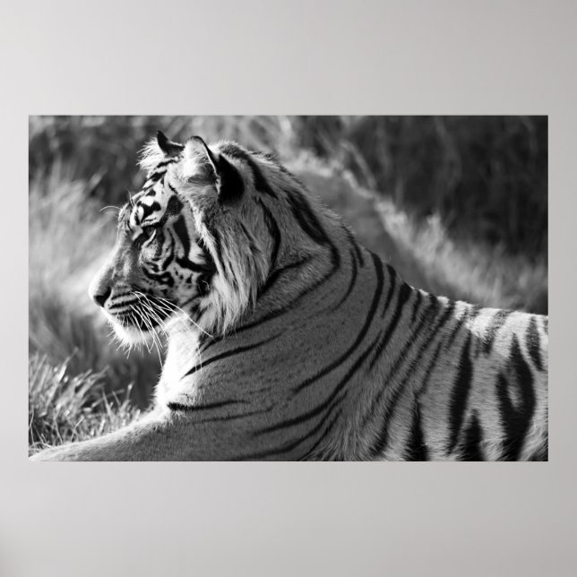 Bild för &tigerprofil poster (Framsidan)