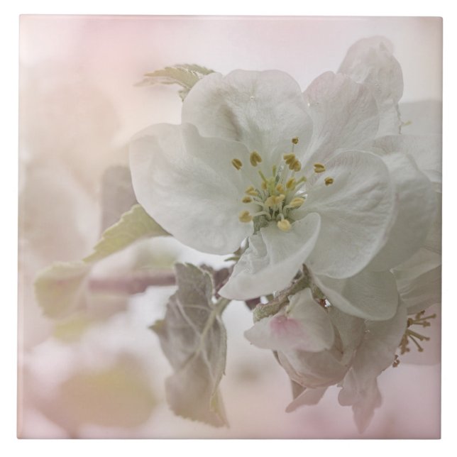 Bild för vit äppelBlommar Kakelplatta (Framsidan)