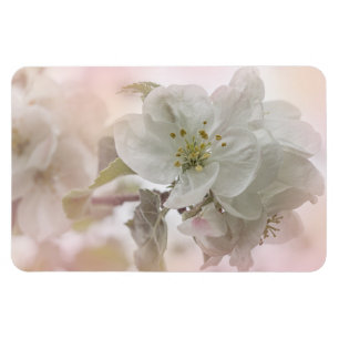 Bild för vit äppelBlommar Magnet
