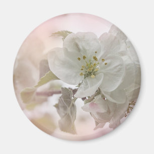 Bild för vit äppelBlommar Magnet