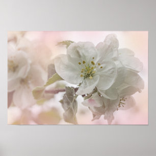 Bild för vit äppelBlommar Poster