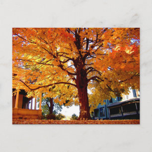 Bild från Autumn Träd av Mark Edward Westerfield Vykort