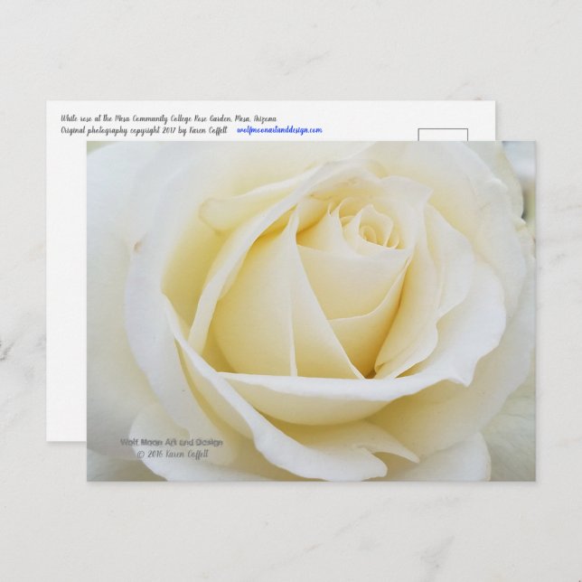 Bild från Pristine vit ros Vykort (Fram/baksida)