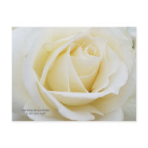 Bild från Pristine vit ros