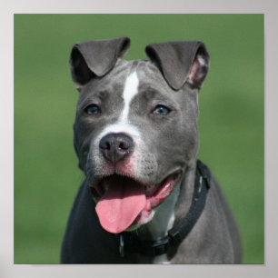 Bild i Blue Pitbull Puppy Poster