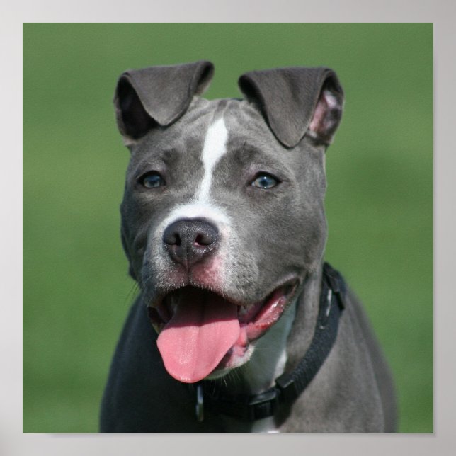 Bild i Blue Pitbull Puppy Poster (Framsidan)