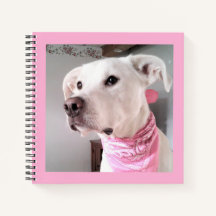 Bild i Cute White Puppy Hund med Rosa Scarf