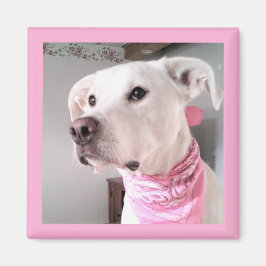 Bild i Cute White Puppy Hund med Rosa Scarf Magnet