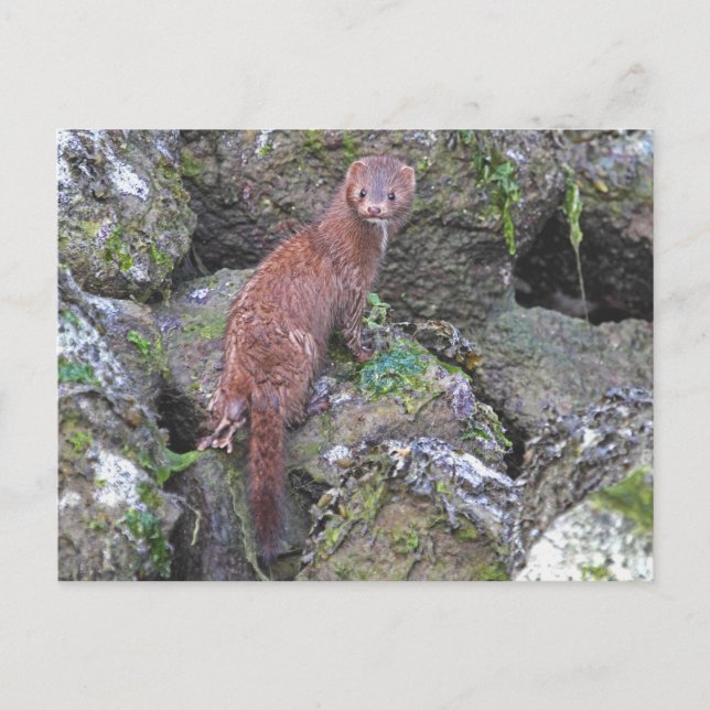 Bild i Mink Vykort (Framsida)