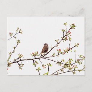 Bild i Sparrow Singing i Blommar Träd Vykort