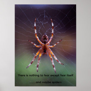 Bild på en färgrik spindel i nät poster