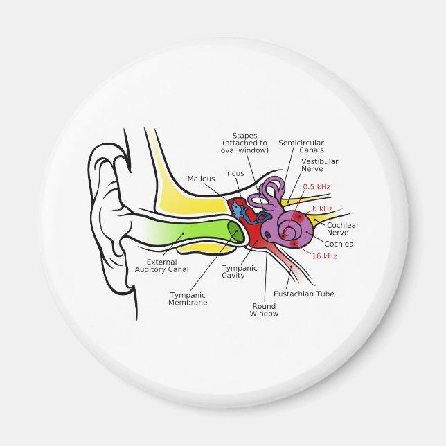 Bild på humant öröronmärke med karosserifrekvensma magnet (Framsidan)