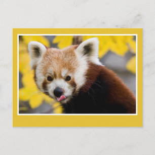 Bild på rutrött panda vykort