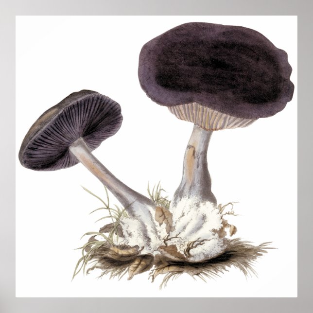 Bild på webbsockelsvamp för vintage poster (Framsidan)