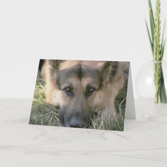 Bild Perfekt Cute Puppy Hund Kort (Framsida)
