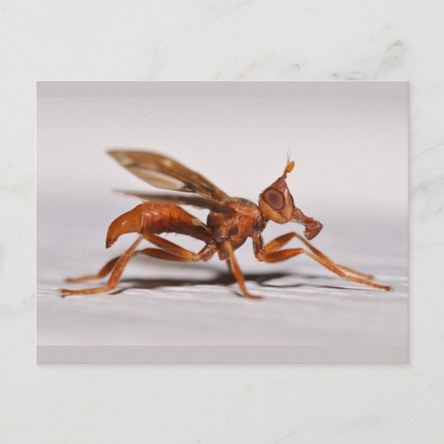 Bild-vingade Fly. Vykort (Framsida)