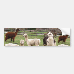 Bildekal för AlpacaMelange~