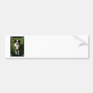 Bildekal för australian shepherdfotodesign