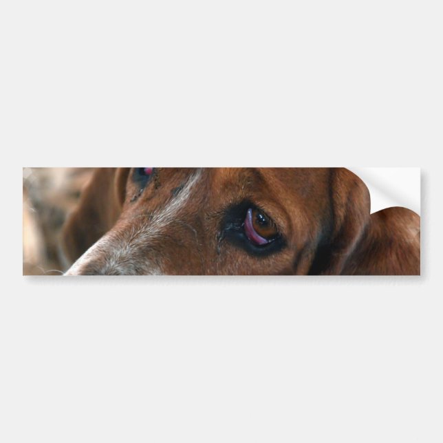 Bildekal för Bassethunddesign (Framsidan)