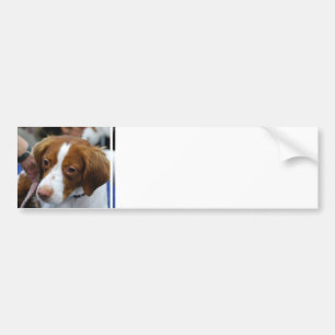Bildekal för Brittany Spaniel